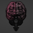 40.png 3D Model of Skull with Brain and Brain Stem - best version