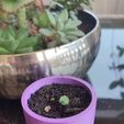 Space Explorer reworked Planter