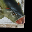Bass-trophy-25.png Largemouth Bass / Micropterus salmoides fish in motion trophy statue detailed texture for 3d printing