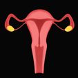 Screenshot-2022-03-29-122957.jpg Female Reproductive System