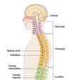 Spinal cord Vertebra Conus medullaris Cauda equina Disc Cervical Lumbar Spine