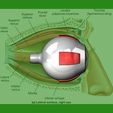 Part1-3.JPG 3d model-replica of a human eye anatomy