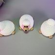 IMG_3945.jpg Cute Sheep