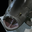 White-grouper-open-mouth-1-22.png fish white grouper / Epinephelus aeneus trophy statue detailed texture for 3d printing