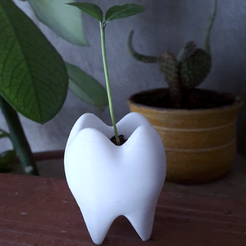 Maceta diente4.PNG Archivo STL MACETA JARRÓN DENTAL MOLAR・Objeto para impresora 3D para descargar