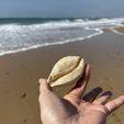 IMG_7128.jpg Cowrie (Cypraea Tigris) - sea conch