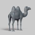 R05.jpg bactrian camel pose 03
