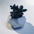 IMG_1991.jpg STL-Datei TRIO'PICAL・Design zum Herunterladen und 3D-Drucken