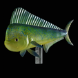 my_project-1-20.png mahi mahi / dorado / common dolphinfish underwater statue detailed texture for 3d printing