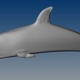 DOLPHIN.jpg DOLPHIN