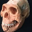 507e8ae1f48ce6a68ba2d6221ce53819_preview_featured.jpg Homo naledi ancient hominid skull reconstruction