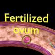0010.jpg Fertilization stages of ovum