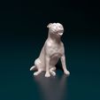 Dog-Staf-02.jpg Staffordshire Bull terrier 08