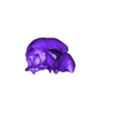 Skull.stl Archivo STL Esqueleto de dodo (preciso y con todo lujo de detalles)・Design para impresora 3D para descargar