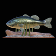 bass-na-podstavci-3.png bass underwater statue detailed texture for 3d printing