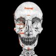 skull-labelled-anatomy-text-ldetailed-3d-model-blend-11.jpg skull labelled anatomy text detailed 3D