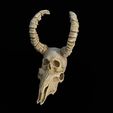 11232.jpg Human skull / Goat merged
