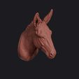donkey_0003.jpg Donkey Head