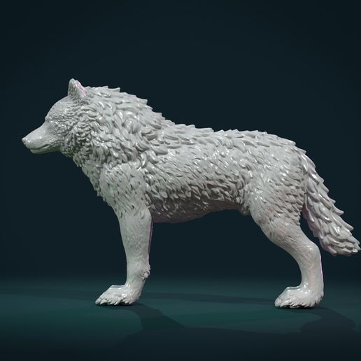 Wolf_IIIx-09.jpg Wolf IV