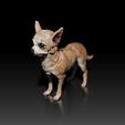Chiwawa03.jpg Chihuahua - Chiwawa - DOG BREED - CANINE -3D PRINT MODEL