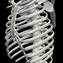 1.png STL file 3D Model of Ribs Cage・3D printable model to download