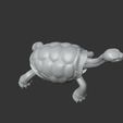c3.jpg galapagos tortoise