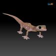 ZBrush1.jpg Namib Gecko -Pachydactylus rangaii-with full size texture + Zbrush Originals-STL 3D Print File-High Polygon
