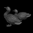 2023-11-28-20_26_57-_-bust-1-C__Users_Berkehan_Desktop_bust-1.blend-Blender-4.0.png Duck sitting and standing duck