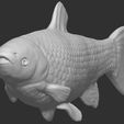 3.jpg Grass carp fish for 3D printing