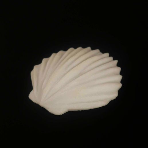 416893658_1138918750383008_4216485746040418113_n.jpg Sea Shell Clam(s)