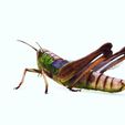 vbc.jpg DOWNLOAD Grasshopper 3D MODEL - ANIMATED - INSECT Raptor Linheraptor MICRO BEE FLYING - POKÉMON - DRAGON - Grasshopper - OBJ - FBX - 3D PRINTING - 3D PROJECT - GAME READY-3DSMAX-C4D-MAYA-BLENDER-UNITY-UNREAL - DINOSAUR -