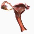 view1.jpg Female repoductive organ