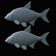Bream-fish-37.png fish Common bream / Abramis brama solo model detailed texture for 3d printing
