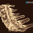 cervical040n.png 3D printed Cervical Spine