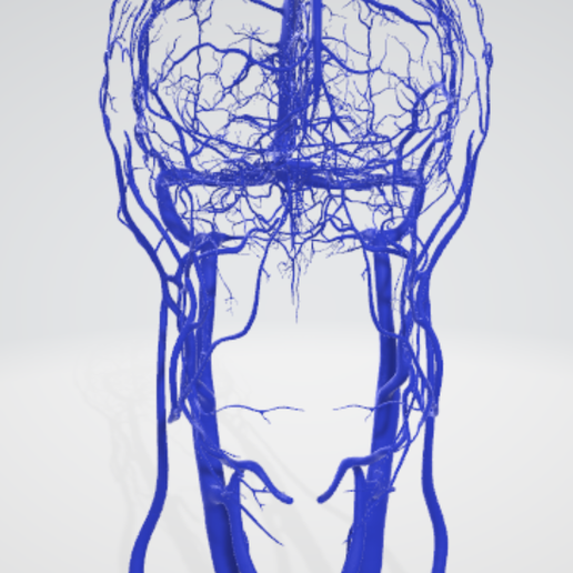 vein,-artery,-cerebrovascular,-brain,-face,-hemisphere,-willis,-dental,-neck,-head,-cerebellum,-vasc.png 3D 头颈部血管解剖图 - 动脉、静脉和脑血管系统