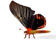 es.jpg DOWNLOAD BUTTERFLY  COLECTION 3D MODEL ANIMATED - MAYA - BLENDER 3 - 3DS MAX - UNITY - UNREAL - CINEMA 4D -  3D PRINTING - OBJ - FBX - 3D PROJECT CREATE AND GAME READY BUTTERFLY