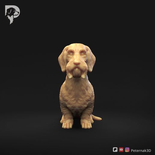 Dachshund-Wire-Haired-Pose-04-Dog-3D-Print-10s.jpeg Teckel à poil dur Pose 04