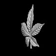 23423342.jpg chestnut leaf
