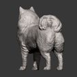 Samoyed-dog9.jpg 3D-Datei Samojeden Hund 3D-Druck Modell・3D-Druckvorlage zum Herunterladen