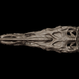 44.png Cráneo de Proceratosaurus