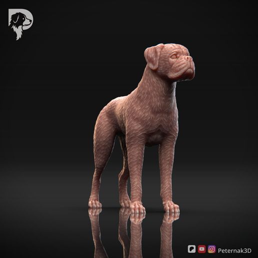 Boxer-Pose-02-Dog-3D-Print-1s.jpeg Chien Boxer Modèle imprimé en 3D Pose 02
