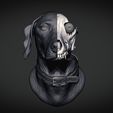 weimaraner-grey-4.jpg Weimaraner Dog Anatomy