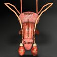 genito-urinary-tract-male-3d-model-3d-model-blend-43.jpg Genito-urinary tract male 3D model 3D model
