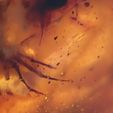 OI000731.JPG CT scan render DINOSAUR in 99 million year old amber from Myanmar