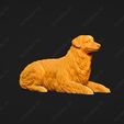 560-Australian_Shepherd_Dog_Pose_07.jpg Australian Shepherd Dog 3D Print Model Pose 07
