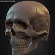 Highly-Detailed-Human-Skull-010.jpg Highly Detailed Human Skull