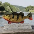 Peacock-Bass-Fish-statue-box-trophy-model_.jpg fish Peacock bass (Cichla ocellaris) fish in motion base box for 3D printing
