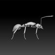 ant2.jpg Ant