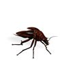 22776-POLYS.jpg COCKROACH - DOWNLOAD Cockroach 3d model - animated for blender-fbx-unity-maya-unreal-c4d-3ds max - 3D printing COCKROACH INSECT