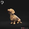 Dachshund-Smooth-Haired-Pose-05-Dog-3D-Print-9s.jpeg Teckel à poil lisse Pose 05